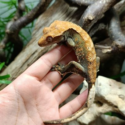 Gecko à crête