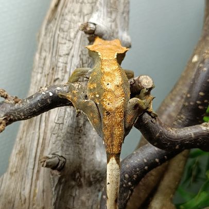Gecko à crête #2