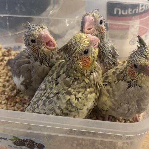Calopsitte apprivoisée à vendre 🦜