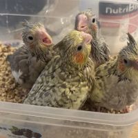 Calopsitte apprivoisée à vendre 🦜
