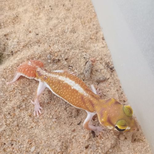 Gecko nephrurus levis pilbarensis #2