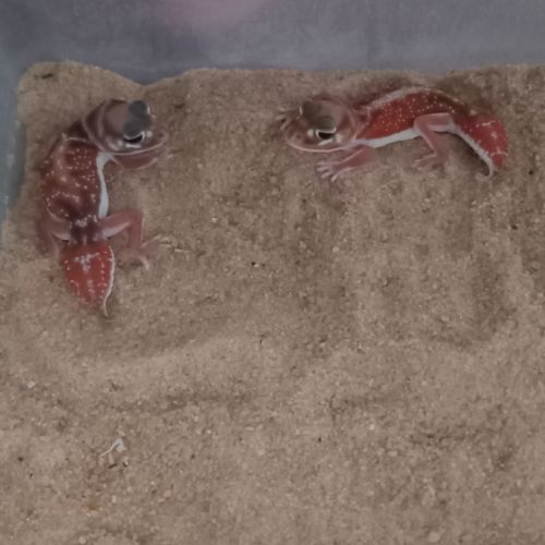 Gecko nephrurus levis #1