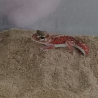 Gecko nephrurus levis