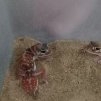 Gecko nephrurus levis #3