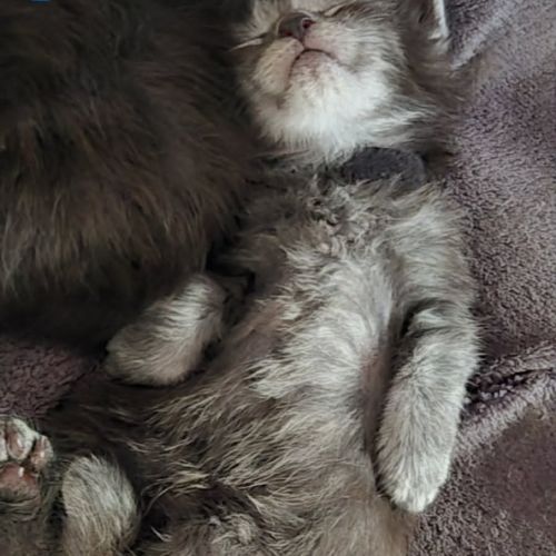Chatons maine coon black smoke