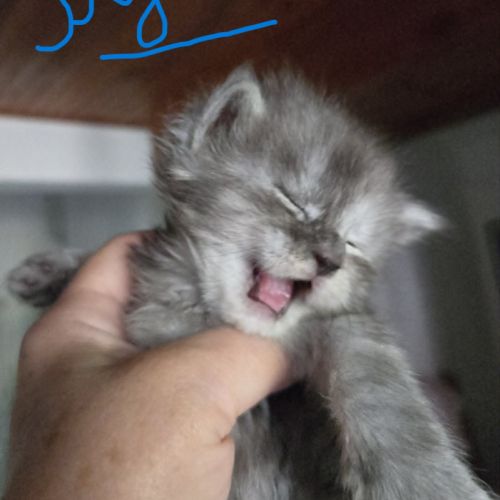 Chatons maine coon black smoke #2