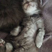 Chatons maine coon black smoke #0