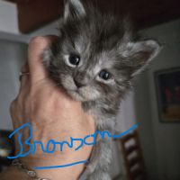 Chatons maine coon black smoke #3