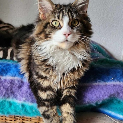 Chatte maine coon polydactyle pp