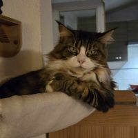 Chatte maine coon polydactyle pp #2