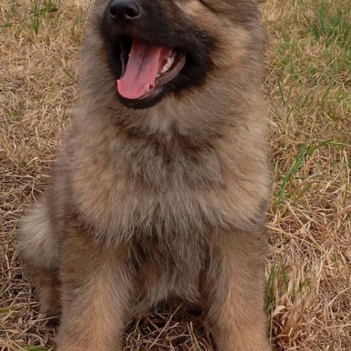 Altdeutscher schaferhund