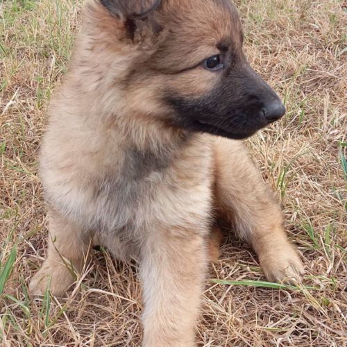 Altdeutscher schaferhund #2