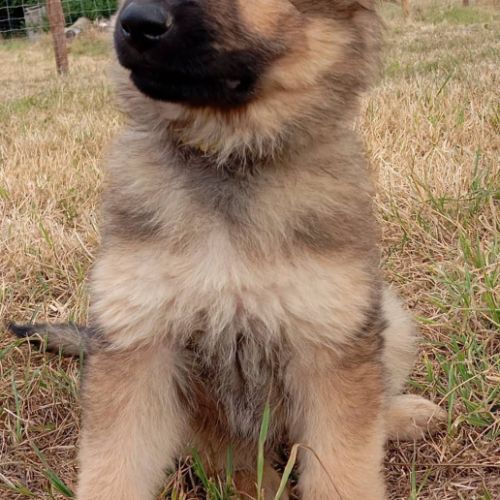 Altdeutscher schaferhund #3