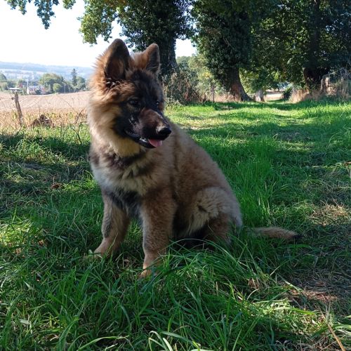 Altdeutscher schaferhund