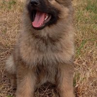 Altdeutscher schaferhund #0