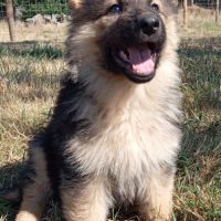 Altdeutscher schaferhund #4
