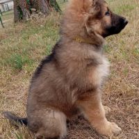 Altdeutscher schaferhund #3