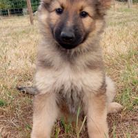 Altdeutscher schaferhund