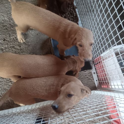 Vends chiots griffon fauve de bretagne #1