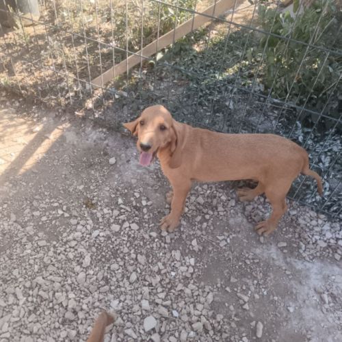 Vends chiots griffon fauve de bretagne #2
