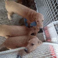 Vends chiots griffon fauve de bretagne #1