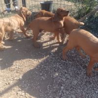 Vends chiots griffon fauve de bretagne