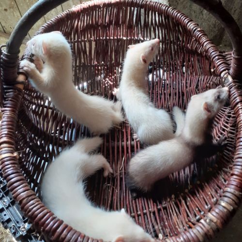 Vend furet mâles et femelle putoisé et ivoire #1