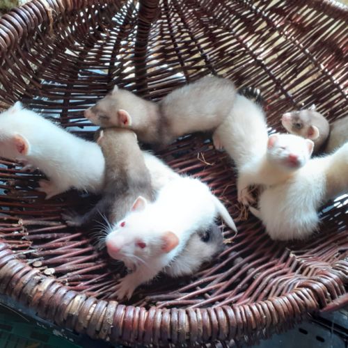 Vend furet mâles et femelle putoisé et ivoire #2