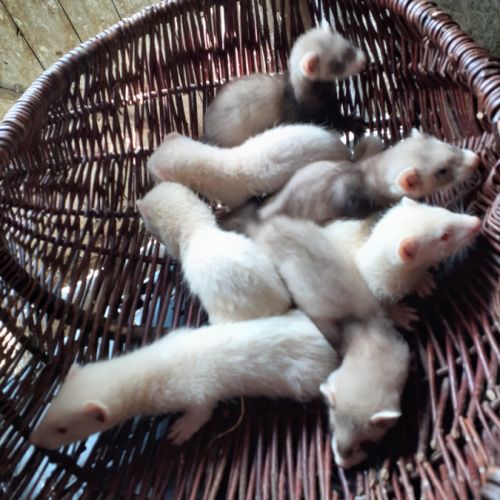 Vend furet mâles et femelle putoisé et ivoire