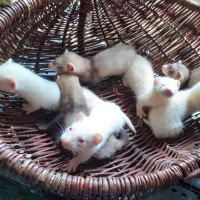 Vend furet mâles et femelle putoisé et ivoire #2