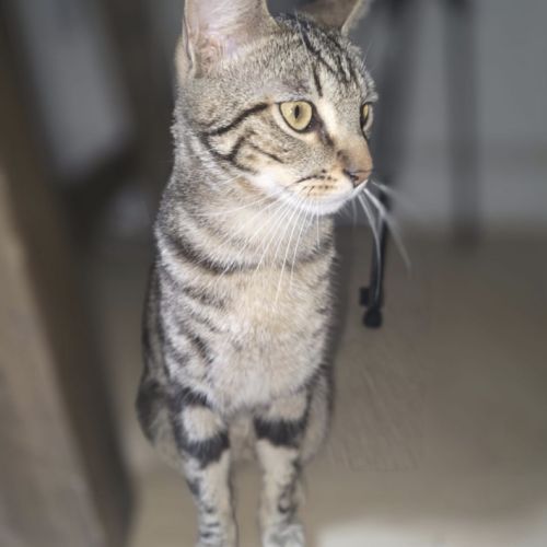 Chat à vendre – 250 € #1