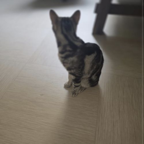 Chat à vendre – 250 €