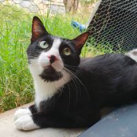 Elona à l'adoption #1