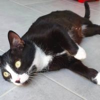 Elona à l'adoption #4