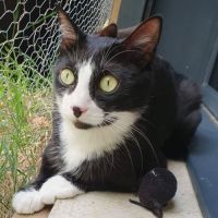 Elona à l'adoption #0