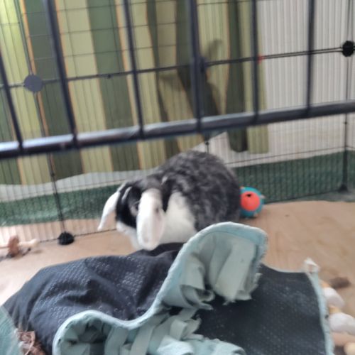 Don lapin bélier #1