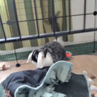 Don lapin bélier #1