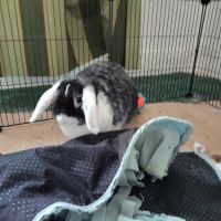 Don lapin bélier