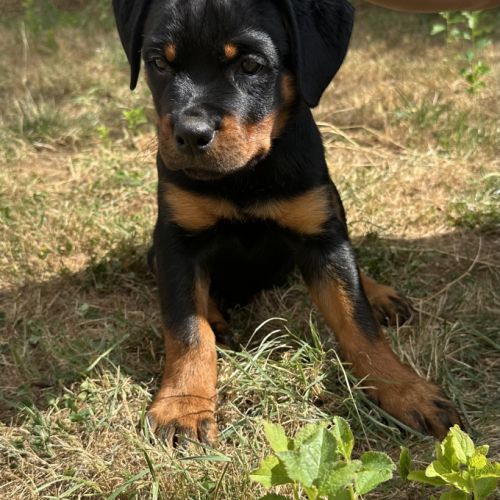 Magnifiques chiots lof rottweilers #1