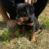 Magnifiques chiots lof rottweilers