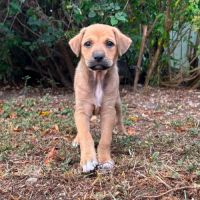 tasha #4