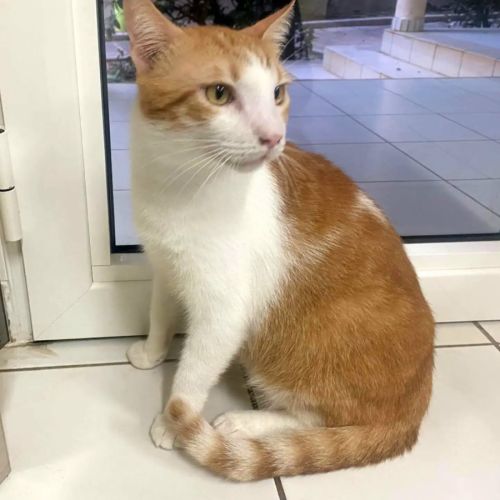 enzo #1