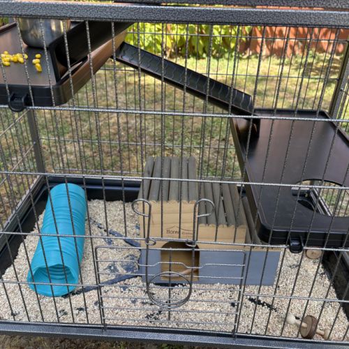 Donne 2 adorables rats males avec cage etc #3