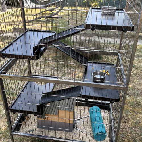 Donne 2 adorables rats males avec cage etc #5