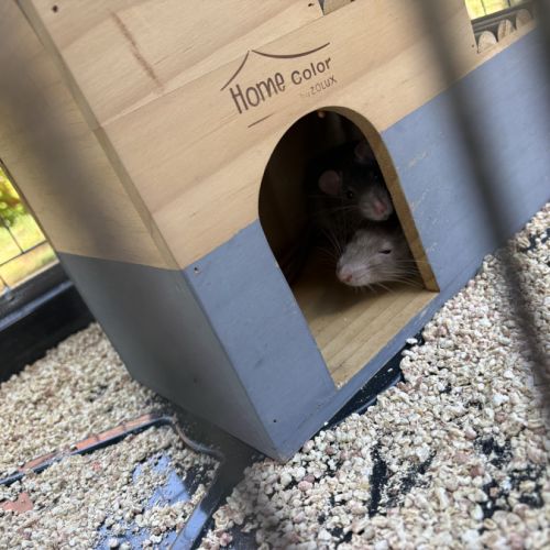 Donne 2 adorables rats males avec cage etc #8