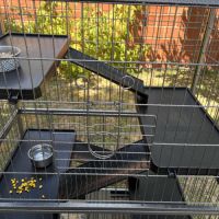 Donne 2 adorables rats males avec cage etc #2