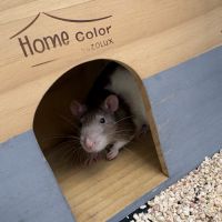 Donne 2 adorables rats males avec cage etc #0