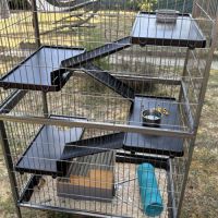 Donne 2 adorables rats males avec cage etc #5