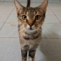 odelia #1