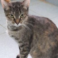 odelia